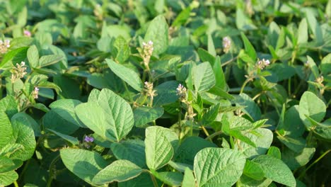 close up of soybean leaves and plants on soybean plantation close up of soybean leaves and plants on soybean plantation a light wind shakes the soybean leaves
