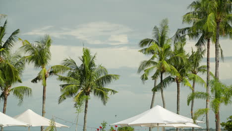 Telón-De-Fondo-De-Grandes-Sombrillas-Blancas,-Palmeras-De-Coco-Contra-El-Cielo-Dramático-En-Shangri-la,-Cebu,-Filipinas