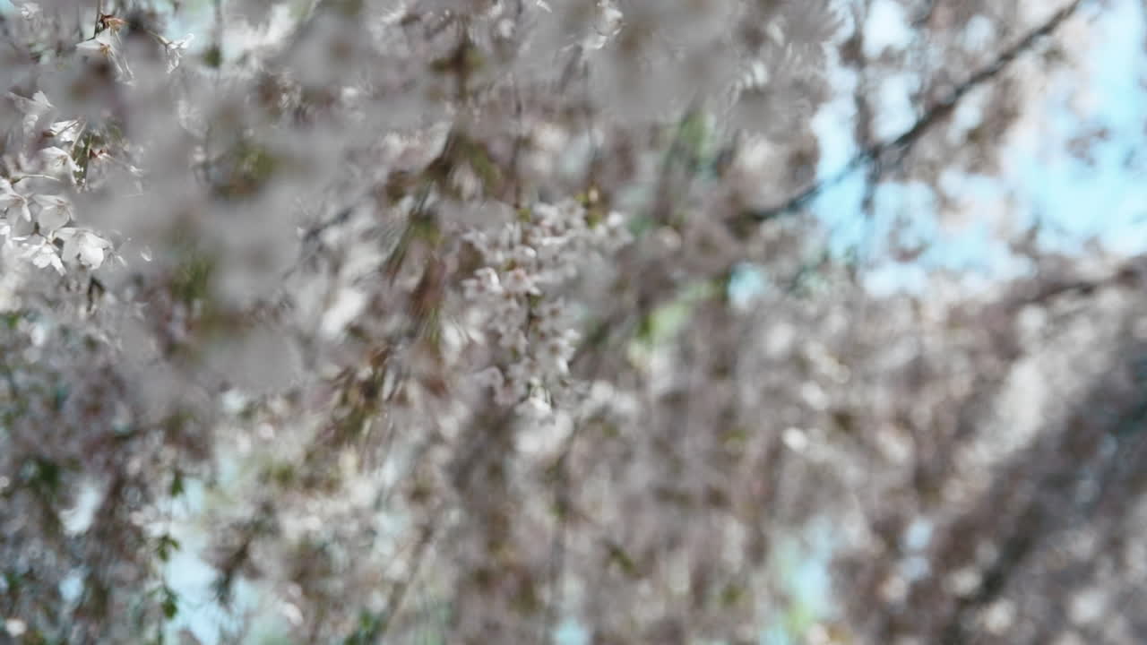 Spring cherry branches blossoming