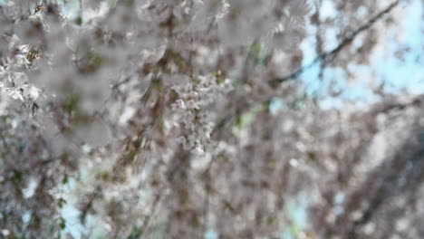 Frühlingskirschzweige-Blühen