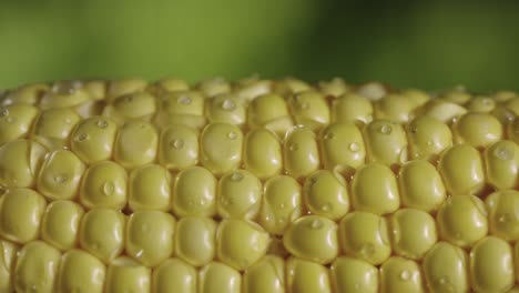 close-up of fresh corn on the cob with water droplets