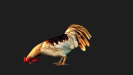 a rooster standing and eating on black background, 3d animation, animated animals, seamless loop animation