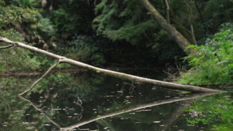 colony of mosquitoes flying over a pond in the forest of japan - slow motion