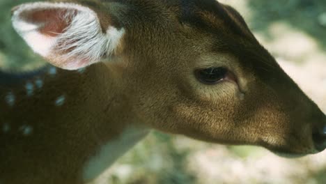 4K-Cinematic-slow-motion-wildlife-nature-footage-of-a-spotted-deer-from-up-close-in-the-middle-of-the-jungle-in-the-mountains-of-Phuket,-Thailand-on-a-sunny-day