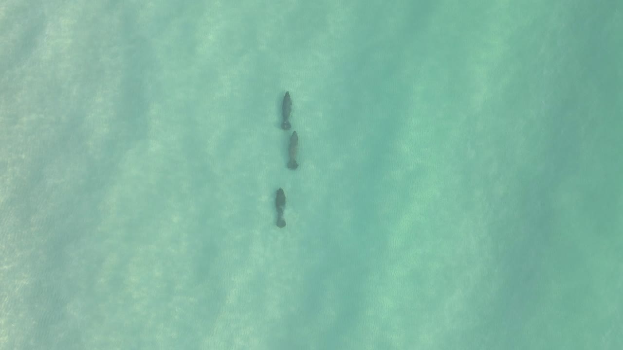 vista aérea de tres grandes manatíes en aguas poco profundas de la laguna verde