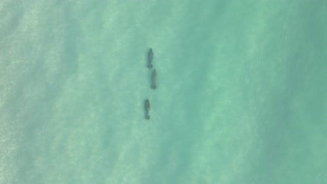 overhead view of three big manatees in shallow green lagoon water