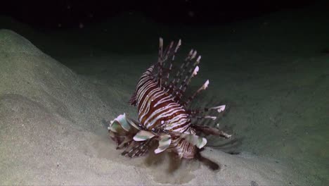 lionfish catching small fish at night on coral reef red sea