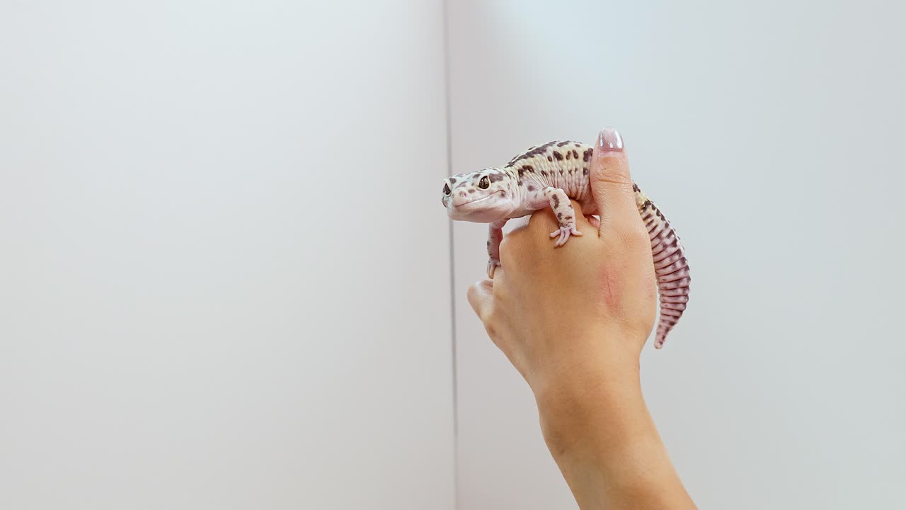 A person gently holds and interacts with a leopard gecko against a plain white background