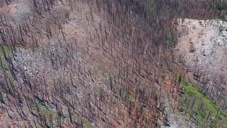 Vista-Aérea-De-árboles-Quemados-Y-Muertos-En-El-Bosque-De-El-Dorado-Debido-A-Un-Incendio-Forestal-En-San-Bernardino,-California.