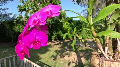 pink orchids bloom in a sunny thai garden