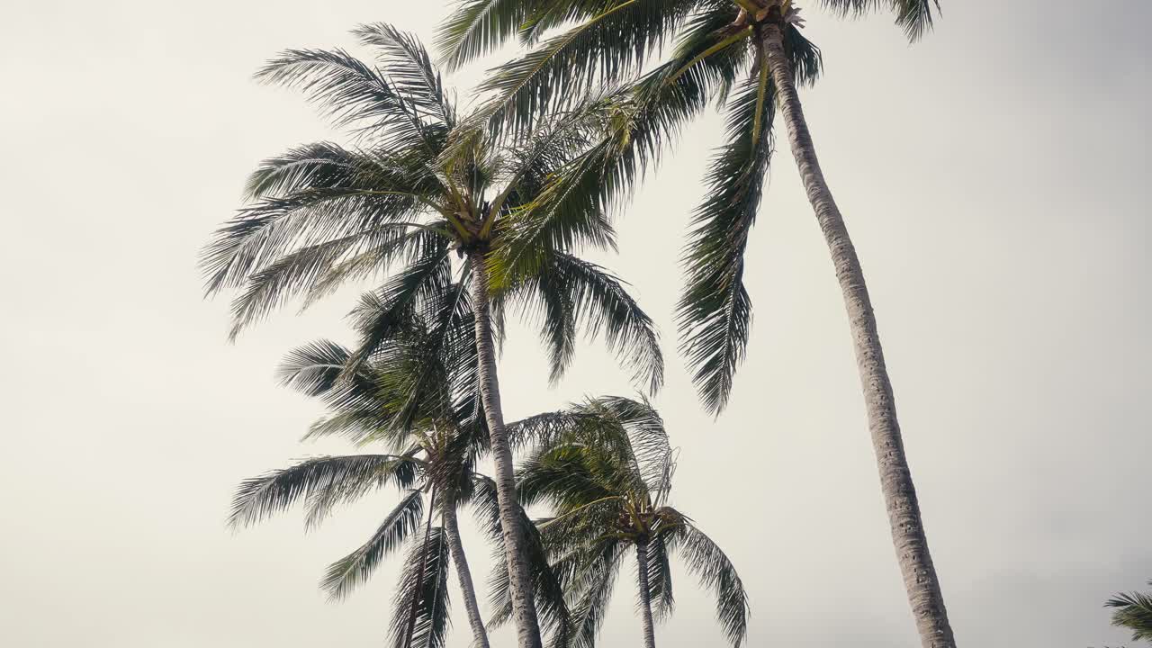 slow motion shot of palm trees swaying in the wind