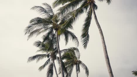 Toma-En-Cámara-Lenta-De-Palmeras-Meciéndose-Con-El-Viento