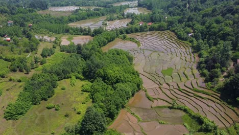 agriculture concept of rice paddy farm muddy field mud pond seedling scenic valley landscape natural forest hills pattern in aerial shot garden tree in summer tropical rural life gilan irrigation iran