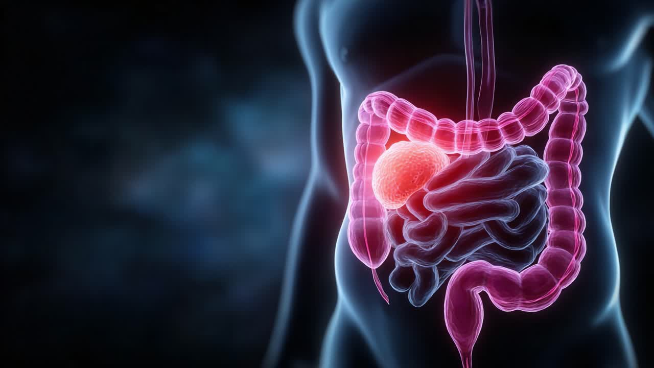 Rappresentazione visiva del sistema digerente umano che evidenzia gli intestini e un elemento distinto all'interno del tratto gastrointestinale.