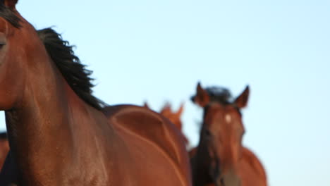 closeup of horses running freely in a field