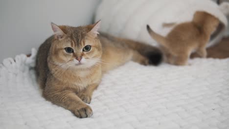 A-British-Golden-Chinchilla-cat-is-lying-on-a-white-blanket,-with-British-Golden-Chinchilla-kittens-playing-in-the-background