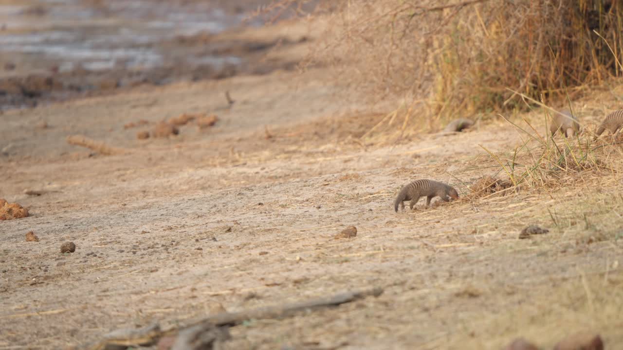 Several banded mongooses (Mungos mungo) move together across dry sandy ground in Kruger National Park, South Africa. Slow motion wildlife footage, dry season savanna