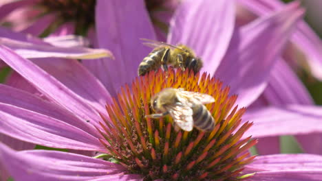 Macro-shot-of-busy-honeybees-collecting-pollen-of-blooming-petal-in-sunlight,4K---Prores-close-up-of-wild-bees-in-colorful-flowers-during-sunny-day