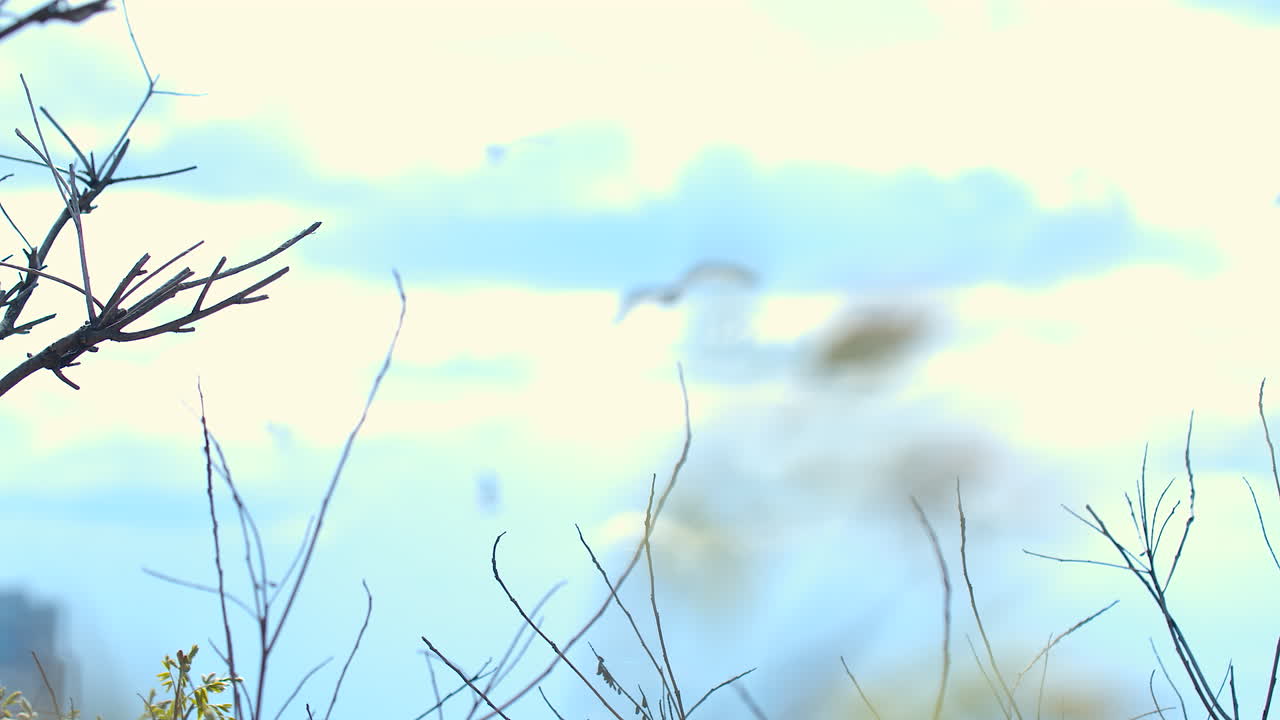 DREAMY CLOUDS WITH BRANCHES IN THE FOREGROUND PLUS SOME BIRD IN THE BACKGROUND