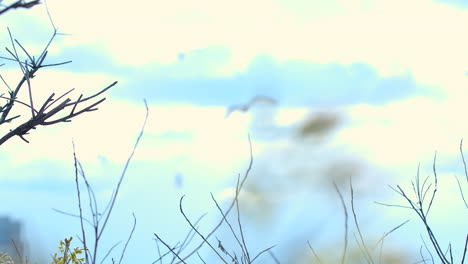 dreamy clouds with branches in the foreground plus some bird in the background