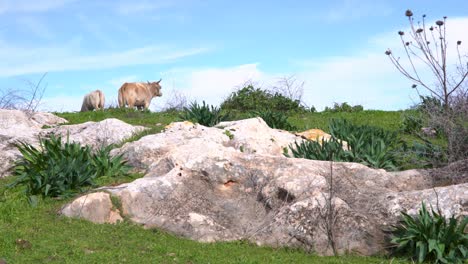 two-white-cows-stand-on-a-rocky-and-grass-hillside,-cloudy-light-blue-sky