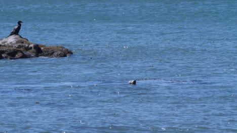 Foca-Recuperando-El-Aliento-Frente-A-La-Costa-De-Oregon-Junto-A-Un-Cormorán