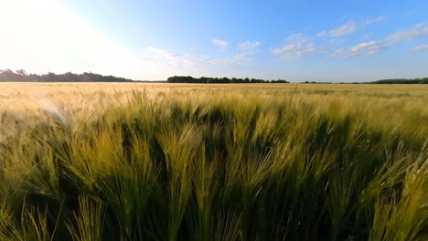 cereal agriculture crops field illuminated by sunrise