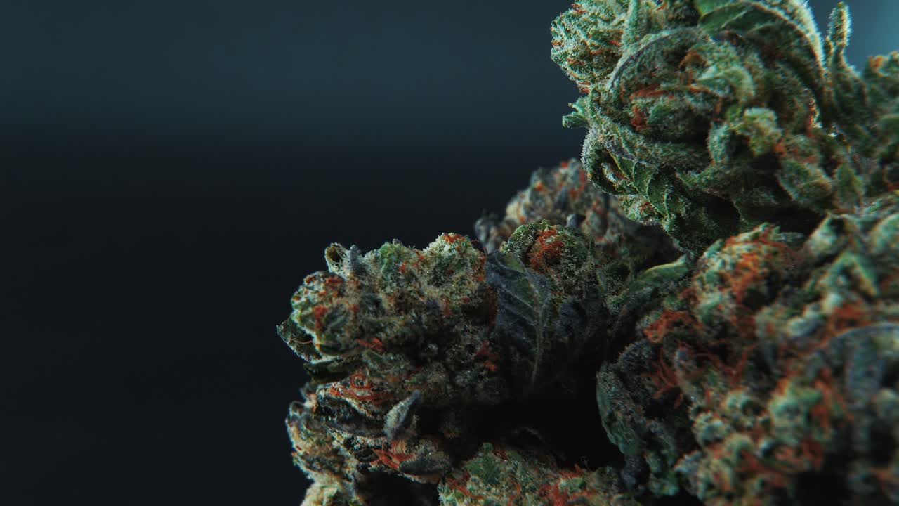 A macro close-up cinematic detailed crispy shot of a cannabis plant, hybrid strains, Indica and sativa ,marijuana flower, on a 360 rotating stand, slow motion, 4K, studio lighting