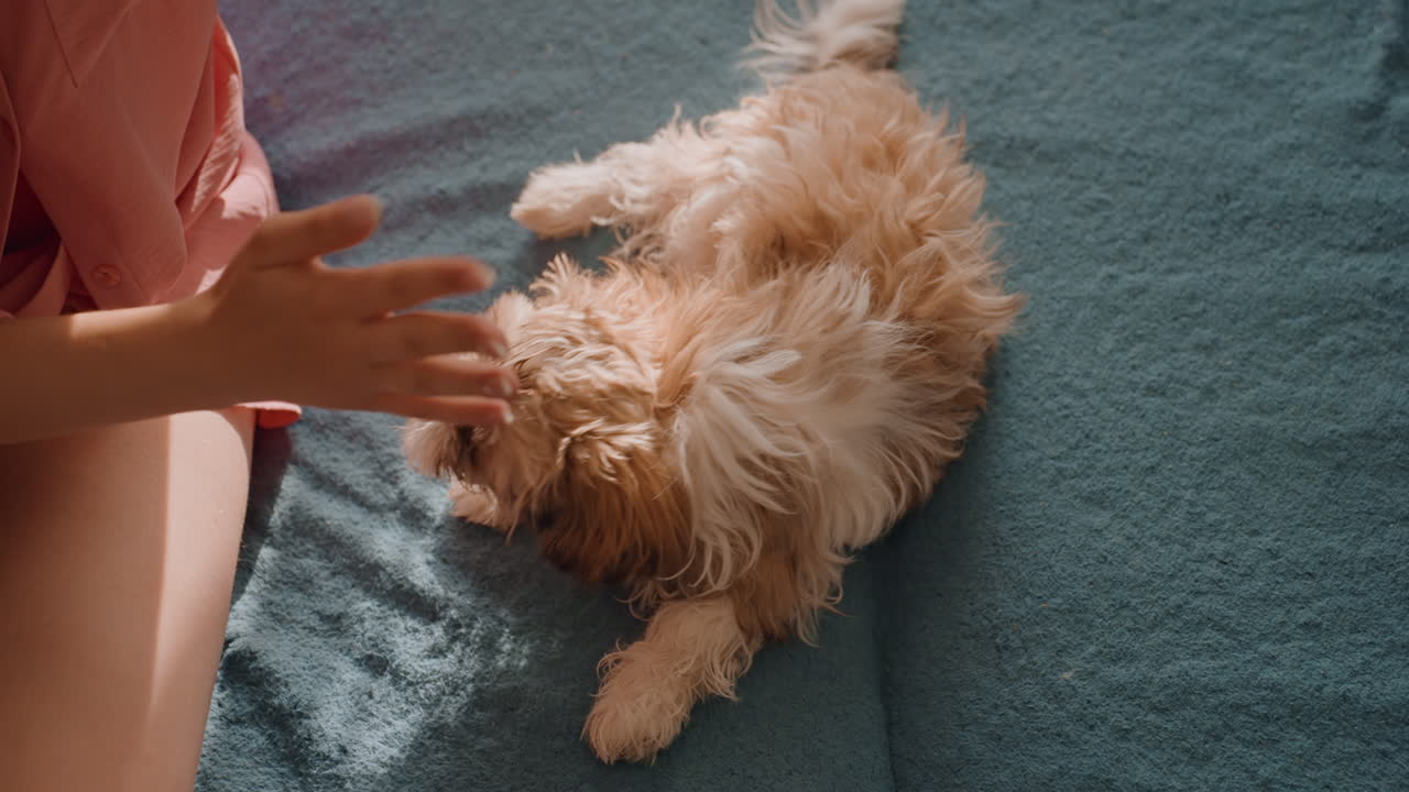 Owner Softly Combs Young Dog, Tender Pet Handling During Grooming Ensures Peaceful Experience For Puppy, Owner Delicately Strokes And Brushes Puppy To Promote Serene Grooming Session