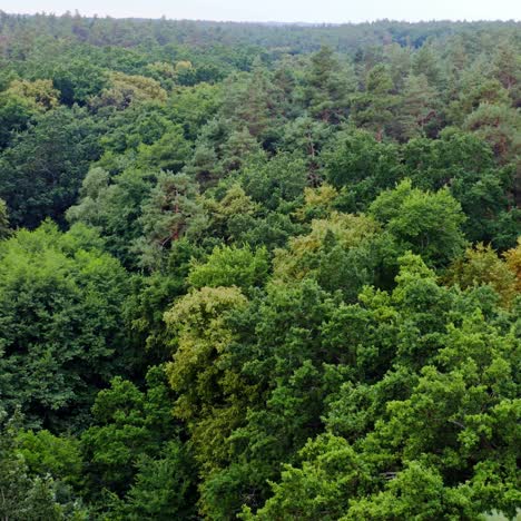 summer green trees of forest background. beautiful panoramic view over the tops of mixed trees. peaceful woodland. aerial view.