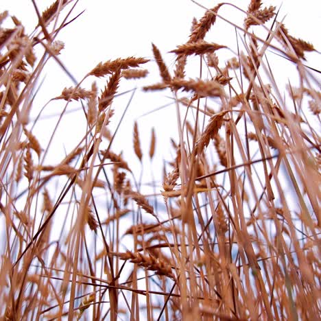wheat spikelets on clear sky backdrop. ears of ripe wheat swaying by wind. agricultural land with grain plants at harvesting season