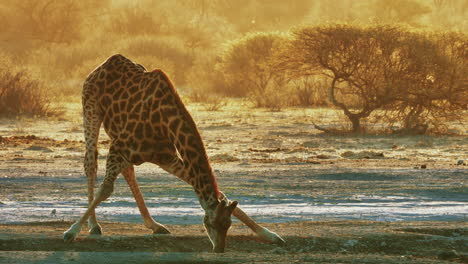 Afrikanische-Giraffe-Trinkt-Am-Wasserloch-Mit-Einem-Schönen-Sonnenuntergang-Im-Hintergrund-Im-Makgadikgadi-Pans-Nationalpark-In-Botswana