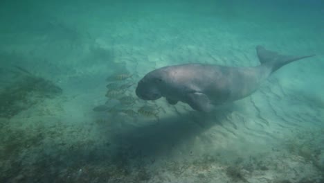 curious looking dugong swims along sandy bottom of ocean, mozambique