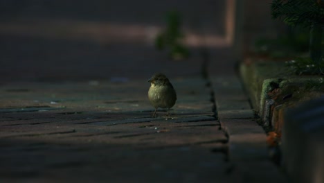 sparrow birds in the street walking around, urban environment, shot in 1000fps super slowmotion.