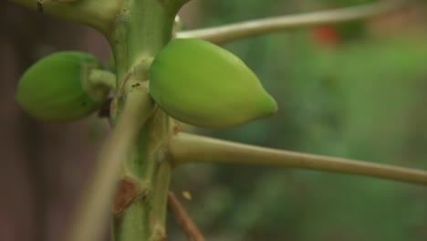 Plantar-Bulbos-En-Modo-Macro-O-Zoom