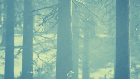 trees in misty winter forest frosty and foggy