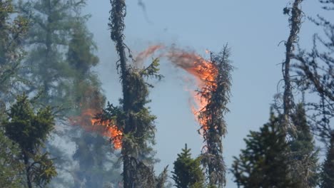 top of the pine trees burning in the wilfire