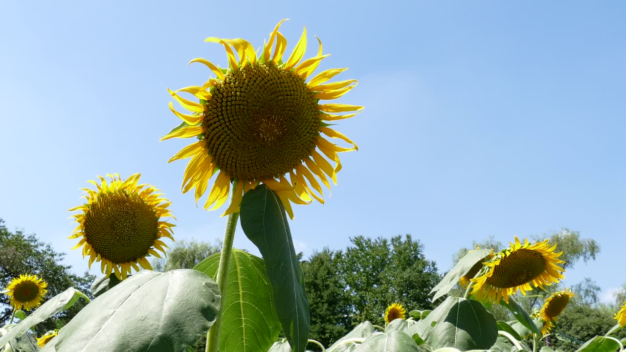 Campi di girasoli a Tokyo, Giappone