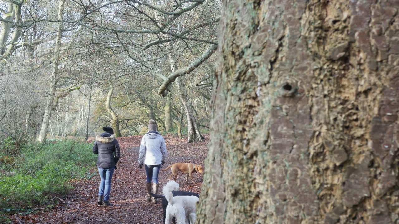 Two women taking their dogs for a walk in the beautiful countryside.