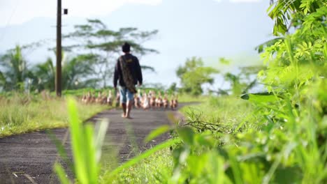 Slow-Motion---A-man-with-a-flock-of-ducks-on-the-road-with-defocused-green-bushes-on-the-foreground