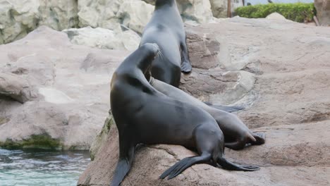 sea lions lying on the rock