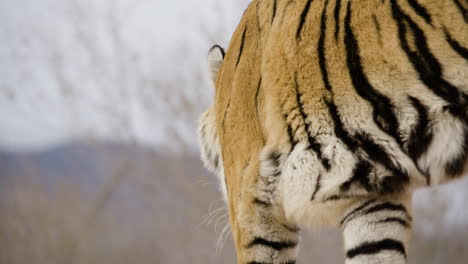 big tiger walking away from camera