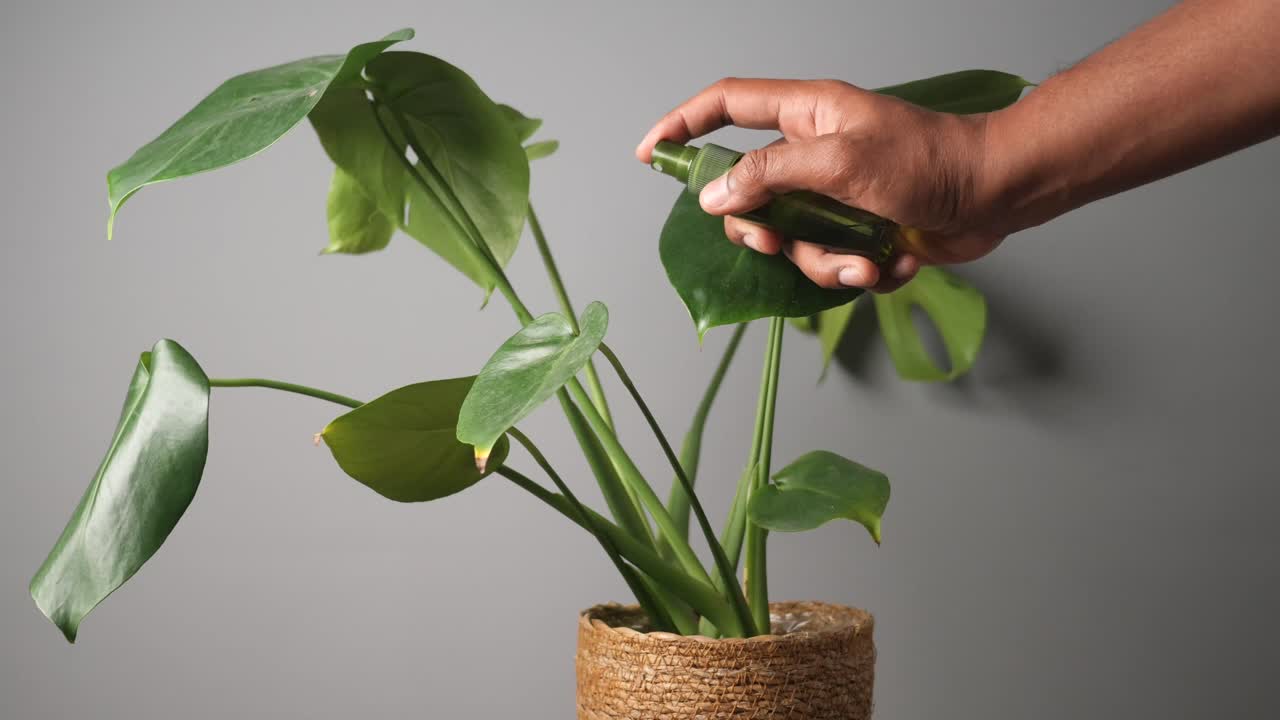 Spraying a Monstera Plant