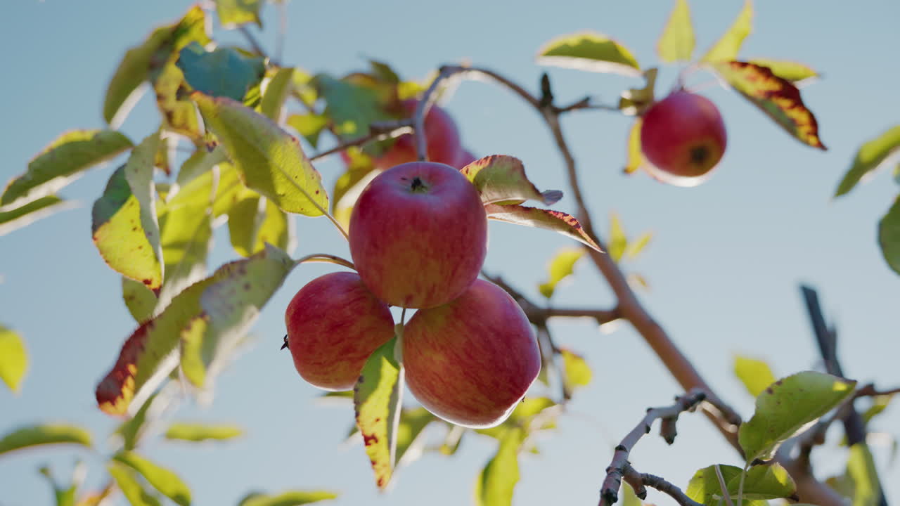 Apples on a Tree Branch