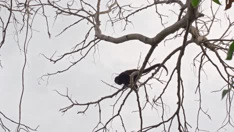 close up of a mantled howler monkey, climbing through tress in the jungle, on ometepe island, nicaragua