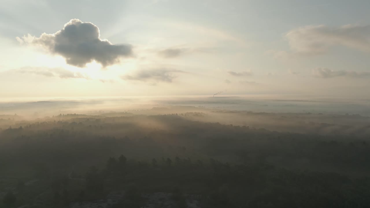 숲 위의 안개가 가득한 해가 뜨는 것