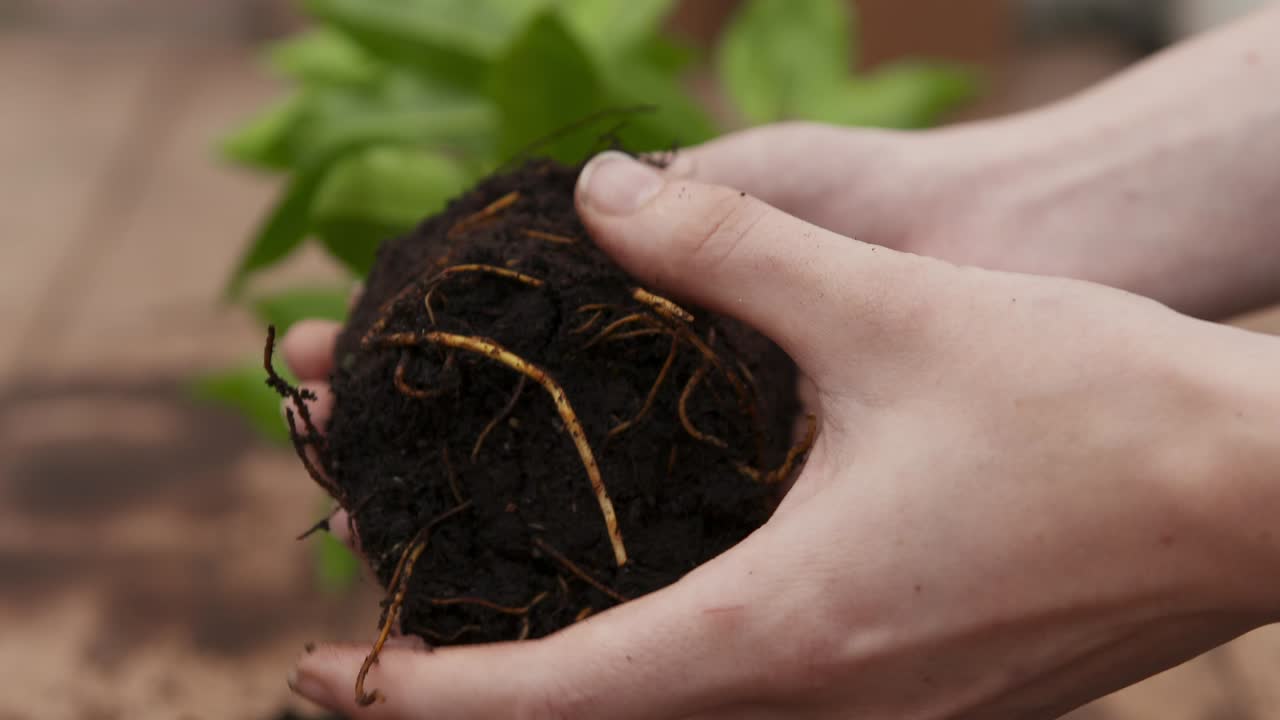 Actividad de jardinería que incluye trasplantar plantas, cuidar árboles jóvenes y el cuidado general de las plantas.