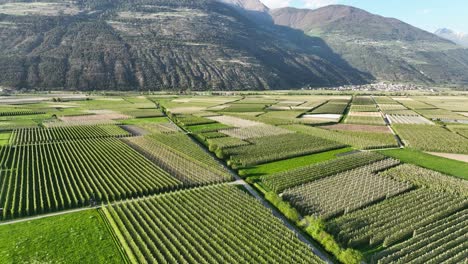 Apple-fields-in-South-Tyrol