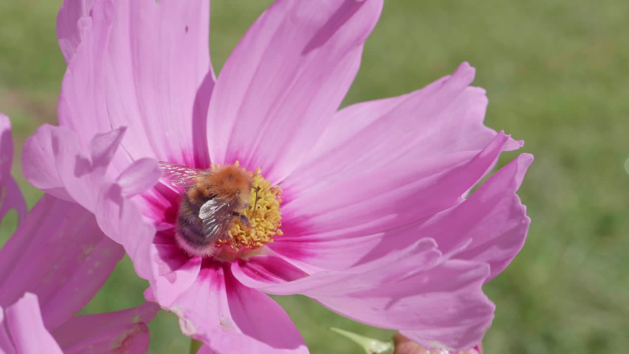 abejorro aterriza en una semilla de garrapata rosa y se va volando - 4k 60fps
