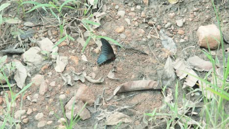 Wunderschöner-Schmetterling,-Der-Mit-Seinen-Flügeln-Auf-Dem-Boden-Flattert-Und-Sich-Im-Sonnenlicht-Erwärmt